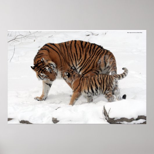 Amur tiger und Cub Poster (Vorne)