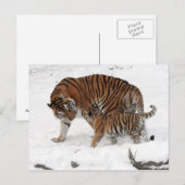Amur tiger und Cub Postkarte (Vorne/Hinten)