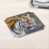 Amur tiger untersetzer (angewinkelt)