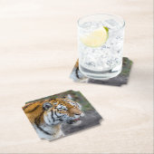 Amur tiger untersetzer (Vor Ort)