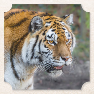 Amur tiger untersetzer