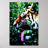 Amur Tiger wapa Poster (Vorne)