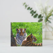 Amur Tigers Postcard Postkarte (Stehend Vorderseite)