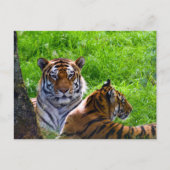 Amur Tigers Postcard Postkarte (Vorderseite)