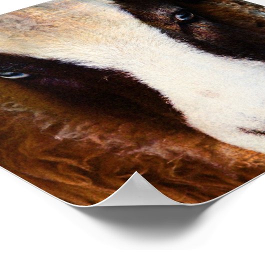 Amy The Jacob Ewe Poster (Ecke)