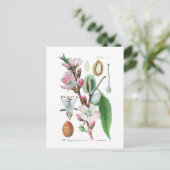 Amygdalus communis (Almond) Postkarte (Stehend Vorderseite)