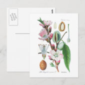 Amygdalus communis (Almond) Postkarte (Vorne/Hinten)