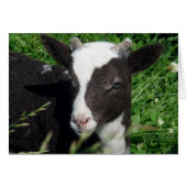Amy's Lamb (Vorderseite (Horizontal))