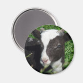 Amy's Lamb Magnet (Vorderseite/Rückseite)