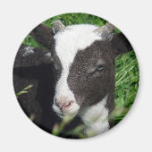 Amy's Lamb Magnet (Vorne)