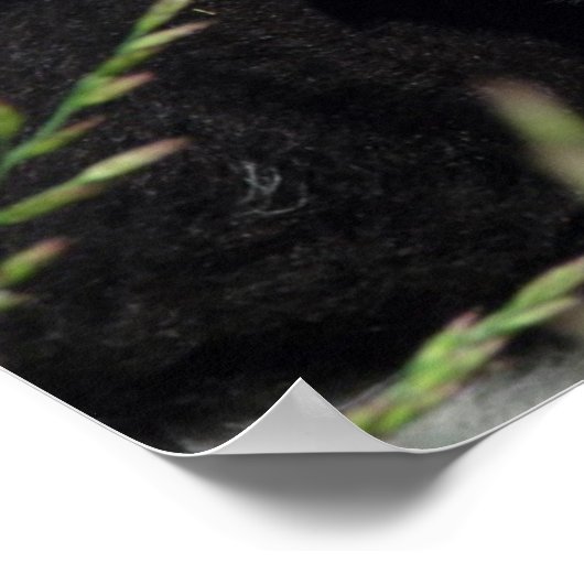 Amy's Lamb Poster (Ecke)