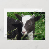 Amy's Lamb Postkarte (Vorne/Hinten)