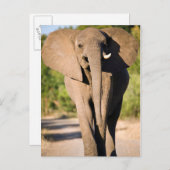 An African Elephant (Loxodonta Africana) Walks Postkarte (Vorne/Hinten)
