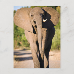 An African Elephant (Loxodonta Africana) Walks Postkarte