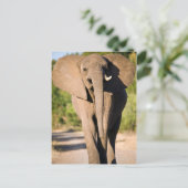 An African Elephant (Loxodonta Africana) Walks Postkarte (Stehend Vorderseite)