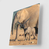 An African Elephant mother and calf on the move Quadratische Wanduhr (Winkel)