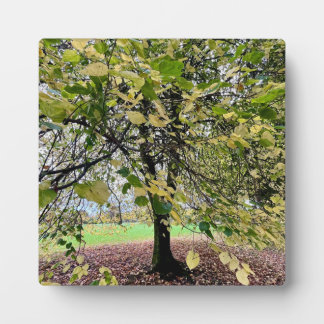 An autumn walk fotoplatte