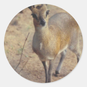 An den Zoo-Aufklebern Runder Aufkleber