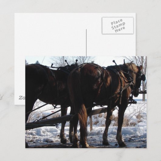 An der Hitching Post Postkarte (Vorne/Hinten)