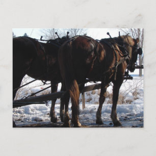 An der Hitching Post Postkarte