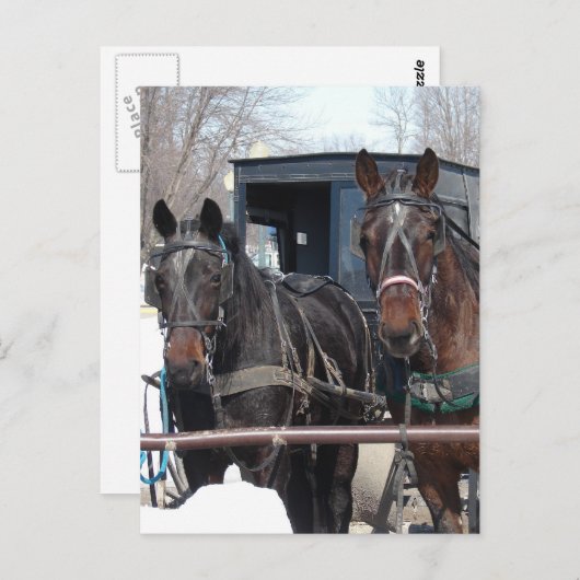 An der Hitching Post Postkarte (Vorne/Hinten)