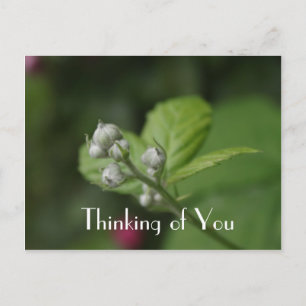 An dich denkend, Sommer-Wildhimbeerblüte Postkarte