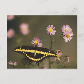 An einem sonnigen Tag fotografiert mit gefiltertem Postkarte