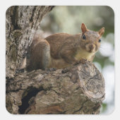 An inquisitive squirrel perched on a tree branch. quadratischer aufkleber (Vorderseite)