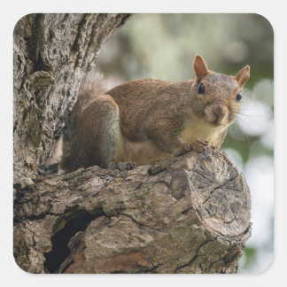 An inquisitive squirrel perched on a tree branch. quadratischer aufkleber