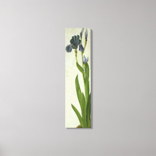 An Iris Leinwanddruck