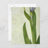 An Iris Postkarte (Vorne/Hinten)