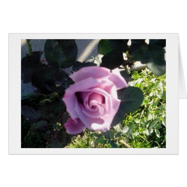 Ana Rose (Vorderseite (Horizontal))