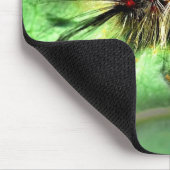 Anacapa Inseltussock-Motten-Raupe Mousepad (Ecke)