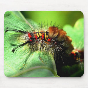 Anacapa Inseltussock-Motten-Raupe Mousepad