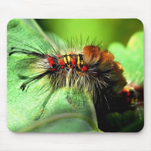 Anacapa Inseltussock-Motten-Raupe Mousepad (Vorne)