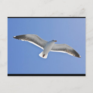Anacapa Island, Western Gull Postkarte