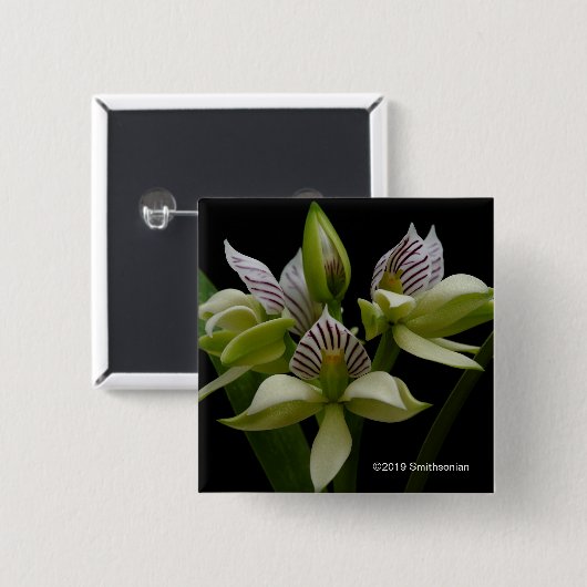 Anacheilium Chacoense Button (Vorne & Hinten)