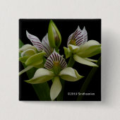 Anacheilium Chacoense Button (Vorderseite)