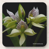 Anacheilium Chacoense Getränkeuntersetzer (Vorderseite)