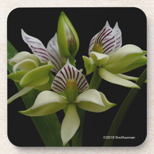 Anacheilium Chacoense Getränkeuntersetzer (Vorderseite)