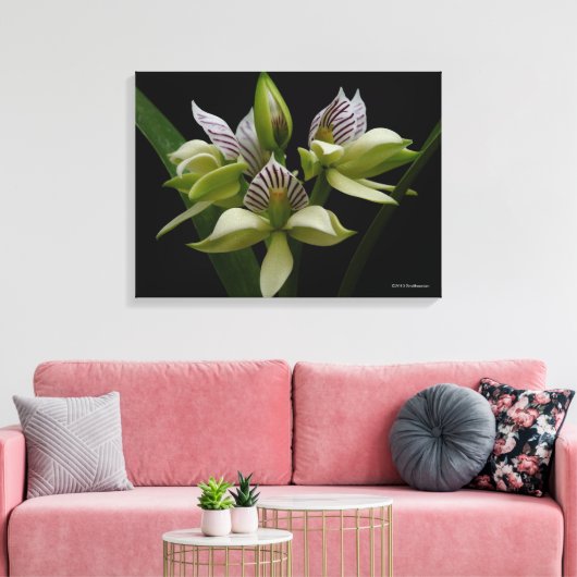 Anacheilium Chacoense Leinwanddruck (Insitu (Wohnzimmer))