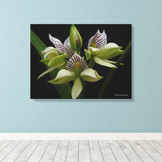 Anacheilium Chacoense Leinwanddruck (Insitu (Holzboden))