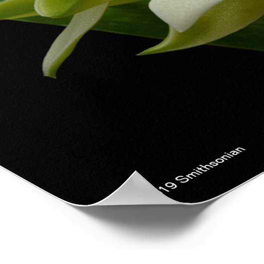 Anacheilium Chacoense Poster (Ecke)