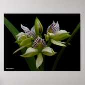 Anacheilium Chacoense Poster (Vorne)