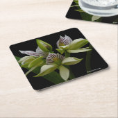 Anacheilium Chacoense Rechteckiger Pappuntersetzer (angewinkelt)