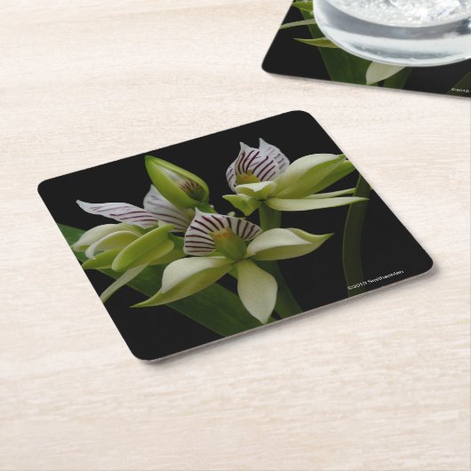 Anacheilium Chacoense Rechteckiger Pappuntersetzer (angewinkelt)