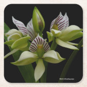 Anacheilium Chacoense Rechteckiger Pappuntersetzer (Vorderseite)