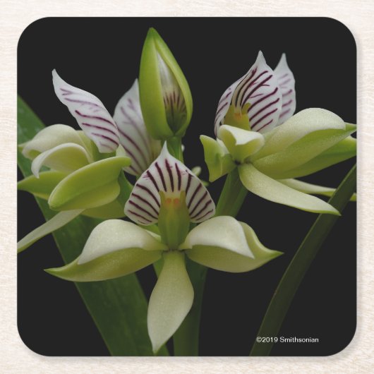 Anacheilium Chacoense Rechteckiger Pappuntersetzer (Vorderseite)