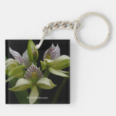 Anacheilium Chacoense Schlüsselanhänger (Rückseite)