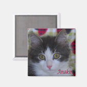 Anakin Two Legacy Cat Ladybugs Kitten Magnet (Vorderseite/Rückseite)
